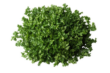 Naklejka premium Fresh green cilantro png background transparent for cooking and food decoration