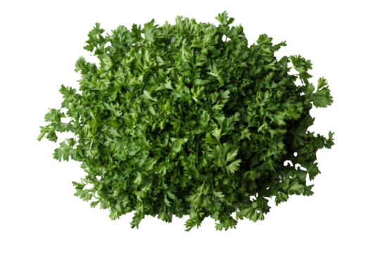 Fresh green cilantro png background transparent for cooking and food decoration