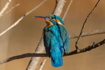 Martin Pêcheur d'Europe (Alcedo atthis)