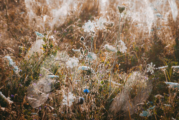 Wild flowers field in the morning