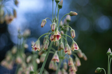 Allium siculum honey sicilian lily garlic flowers in bloom, beautiful springtime ornamental flowering plant, small bells on tall
