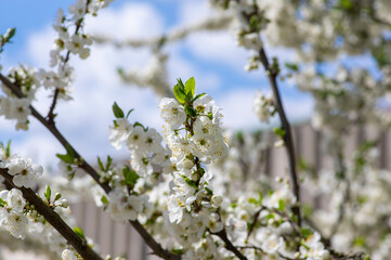 Prunus domestica italica greengages plums tree in bloom, beautiful rich flowering branches in springtime