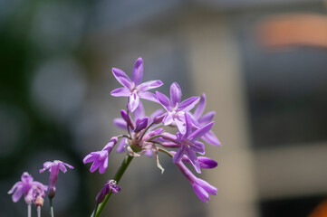 Fototapeta premium Tulbaghia violacea society garlic flowers in bloom, pink agapanthus flowering plant