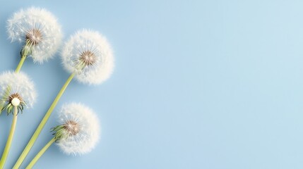 Fototapeta premium dandelion seeds on light blue background - nature's beauty in focus