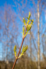 maple branch with green leaves