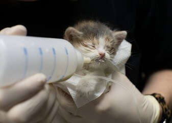 A veterinarian wearing gloves carefully feeds a small orphaned kitten milk replacer from a syringe....