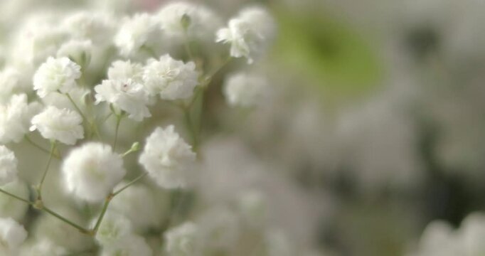 close-up, Flower bouquet in the rays of light, rotation, the floral composition consists of white Chrysanthemum and gypsophila