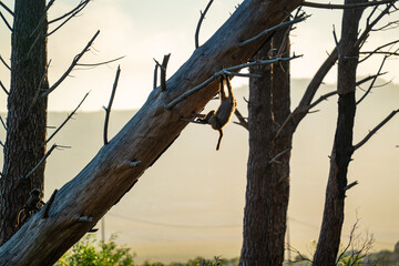 A Chacma Baboon troop foraging and playing at sunset near Cape Point Nature Reserve - Cape Town, South Africa