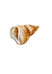 Spiral sea shell, watercolor illustration