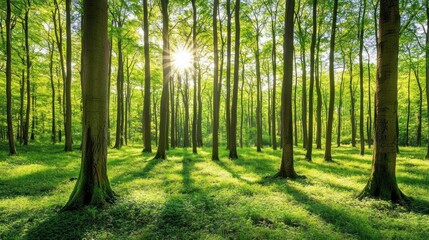 Sunlight Streaming Through a Lush Green Forest in Springtime
