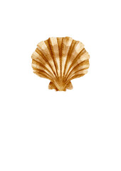 Sea brown shell, watercolor illustration