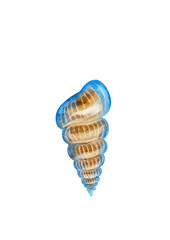 Sea blue spiral shell, watercolor illustration