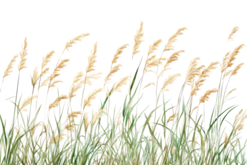 Golden grass blades png transparent background for nature and plant graphics