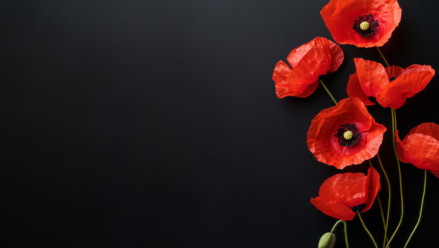 Red poppies on a black background with copy space