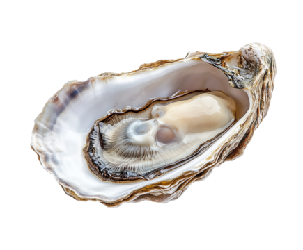 Fresh Open Oyster on Transparent Background for Seafood and Culinary Concepts - Powered by Adobe