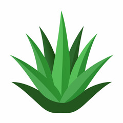 aloe vera icon on white background