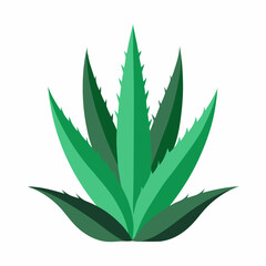 Fototapeta premium aloevera plant leaf isolated on white