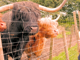 Meeting Some Buffalos