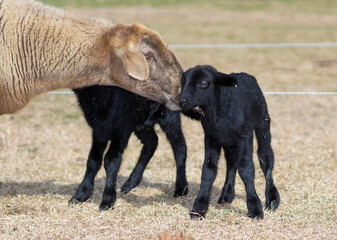 Sheep ewe loving on her new twin lambs