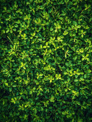 Lush green ivy foliage creates a vibrant natural leaf texture