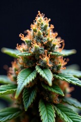 Colorful cannabis cola with prominent trichomes, trichome macro, macro photography, colorful plants