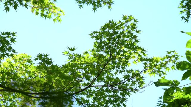 Sun-dappled foliage dances in the zephyr's embrace, backlit by golden rays against an infinite cerulean canvas