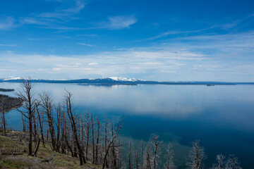 Bare trees over a lake in Yellowstone, Wyoming.