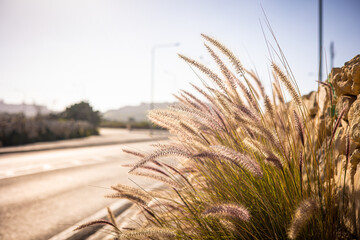 Fototapeta premium Pennisetum setaceum. Outdoor plants on the island of Malta. Cereal family