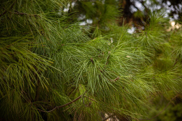 long needles on spruce branches. Street plants of the island of Malta Close-up
