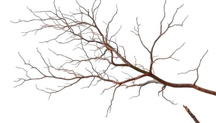 Obraz premium Bare, twisted branches isolated on pure white background, winter, graphic