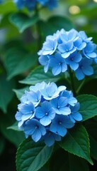 Hydrangea flowers in light blue shade with lush foliage and twigs texture, twig, flower, garden
