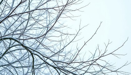 Obraz premium Naked branches, intricate network, stark winter scene against pure white, twig, winter