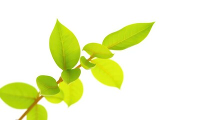 Fototapeta premium Single vibrant green plant, isolated on pure white background, graphic, leaves