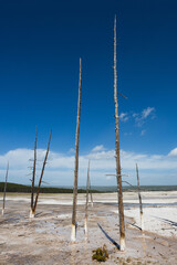 Bare trees in Yellowstone, Wyoming.