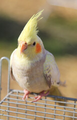 cockatiel parrot-like bird with a yellow feathered crest perched on cage