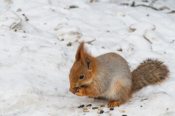 A red squirrel sits in the snow and gnaws sunflower seeds. Helping wild animals in winter.