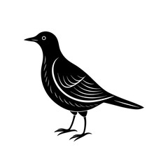 bird on a white background