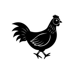 rooster isolated on white background