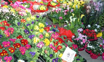 primrose flowers in pots for sale at the outdoor flower market with price tags