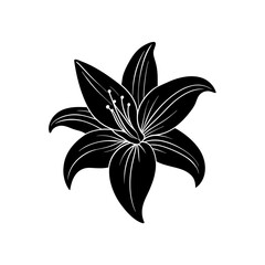 black and white lily flower