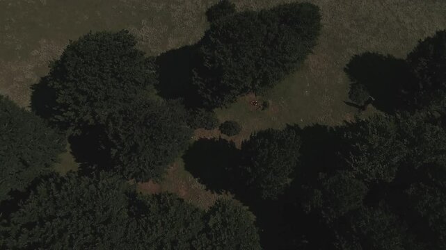 jungle