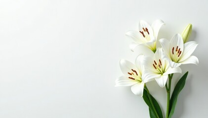 Fototapeta premium White lilies on a minimalist white background, clean, fresh flowers