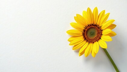 Obraz premium White surface provides a stark contrast to the warm golden petals of a solitary sunflower, flowers, nature