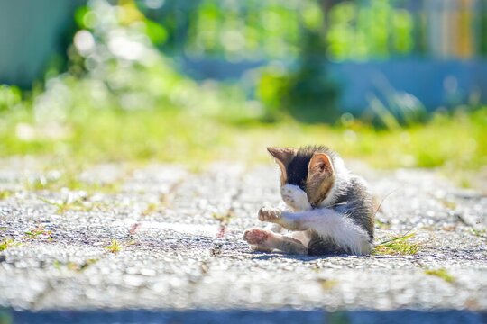 One stray kitten grooming licking stretching hair fur lying down sitting on sidewalk streets