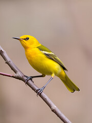 Fototapeta premium Prothonotary Warbler