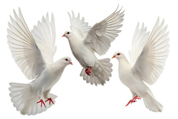 Fototapeta premium Three White Doves in Flight