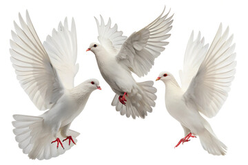 Three White Doves in Flight