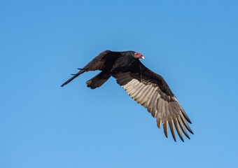 Vulture flying high in clear sky