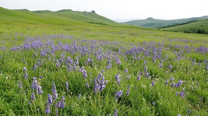 Lavender field on a grassy hill, natural landscape, scenic view