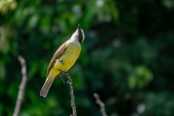 Yellow bird perched on a branch